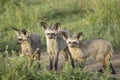 Bat-eared Foxes (Otocyon megalotis) Tanzania Royalty Free Stock Photo