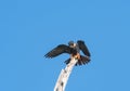 Elegant Bat Falcon stretching its wings and preening on a snag