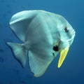 Bat fish Royalty Free Stock Photo