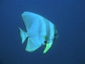 Bat fish Royalty Free Stock Photo