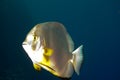 Bat Fish Royalty Free Stock Photo