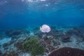 Bat fish Royalty Free Stock Photo