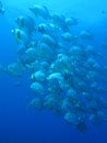 Bat fish - deep blue Royalty Free Stock Photo