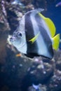 Bat Fish - The Marine Life Park, Sentosa, Singapore Royalty Free Stock Photo