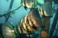 Bat fish (Plantax Batavianus) in the filipino sea December 13, 2011 Royalty Free Stock Photo