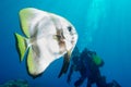 Bat fish portrait diving in maldives Royalty Free Stock Photo