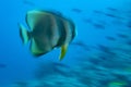 Bat fish portrait move twist effect Royalty Free Stock Photo