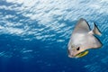 Bat fish portrait Royalty Free Stock Photo