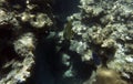 A bat fish swimming in the sea Royalty Free Stock Photo