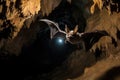A bat flies in a cave Royalty Free Stock Photo