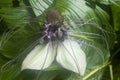 Bat Flower Tacca Lily with white petals and whiskers