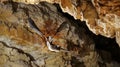 Bat flying in a cave Royalty Free Stock Photo