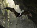 Bat flying in a cave Royalty Free Stock Photo