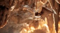 Bat flying in a cave Royalty Free Stock Photo