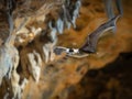 Bat flying in a cave