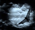 Bat flying in the dark sky