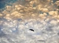 Bat flying under dramatic skies