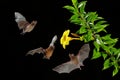 Bat group. Orange nectar bat, Lonchophylla robusta, flying bat in dark night. Nocturnal animal in flight with yellow feed flower. Royalty Free Stock Photo