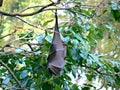 Bat hanging on branch Royalty Free Stock Photo