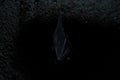 Bat hanging from ceiling inside a cave Royalty Free Stock Photo