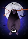 Bat hanging Royalty Free Stock Photo