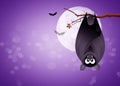 Bat hanging Royalty Free Stock Photo