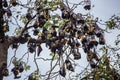 Bat hanging on a tree branch Malayan