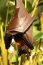 Bat hanging on the tree