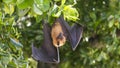 Bat hanging upside down in Maldives Royalty Free Stock Photo