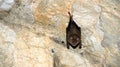 Bat hanging in castle Royalty Free Stock Photo