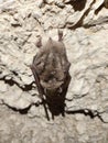 A bat hanging from a wall in a cave Royalty Free Stock Photo