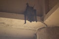 Bat - Just Hanging Out