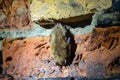 A bat hangs upside down in a dark disused tunnel