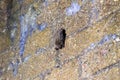 A bat hangs upside down in a dark disused tunnel