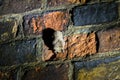 A bat hangs upside down in a dark disused tunnel