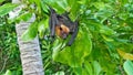 A bat hangs upside down in a tree. Around the green leaves of a tropical tree.