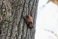 Bat in the spring sits on a tree trunk