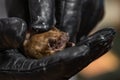 A bat held in a glove on a human hand Royalty Free Stock Photo