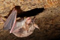 Bat holding on a wall