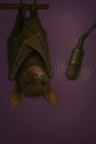 The bat hosts the podcast while hanging upside down. Royalty Free Stock Photo