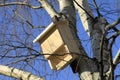 Bat house fixed on birch tree trunk