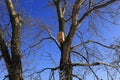 Bat house fixed on tree trunk