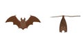 Bat illustration material