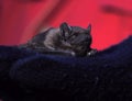 Bat laying at human`s hand close-up Royalty Free Stock Photo