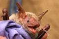 Bat with long ears Royalty Free Stock Photo