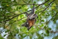 Bat, mammal of the order Chiroptera is hanging on the branch Royalty Free Stock Photo