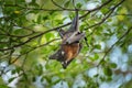 Bat, mammal of the order Chiroptera is hanging on the branch