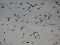 Bat migration