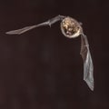 bat Myotis nattereri in flight Royalty Free Stock Photo