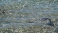 Bat ray swimming in Hopetoun beach Western Australia